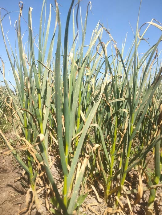 عمر 140 يوم اي الحل